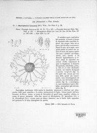 Microsphaera lonicerae image